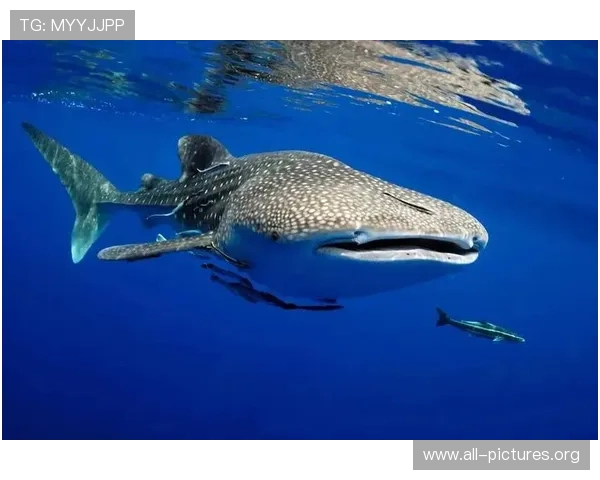 金鲨银鲨:关于海底巨兽的影视作品与文化影响的深度剖析 金鲨银鲨:关于海底巨兽的影视作品与文化影响的深度剖析